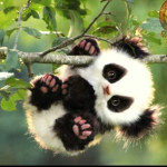 Space Pandas Group