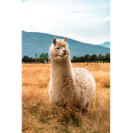 Llammma Grouppp :)
