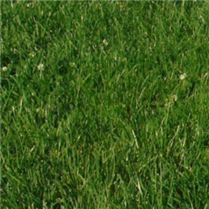 grass texture Roblox decal