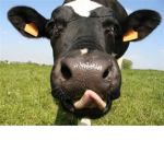 BIG cow