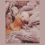 I love Ferrets <3