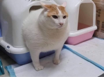 Meowmiaw