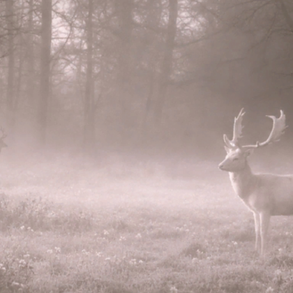 Ethereal Deer Winter Snow Forest Emo Background
