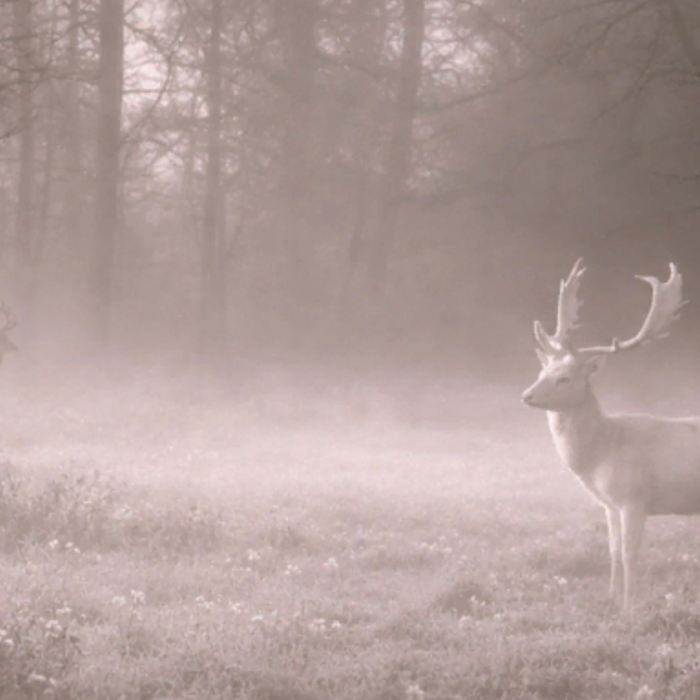 Ethereal Deer Winter Snow Forest Emo Background