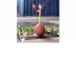 egg group of the force