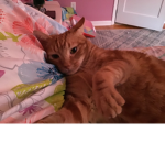 Cats are my friends