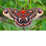 Moth Squad's