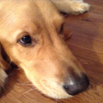 I love dog more then then myself