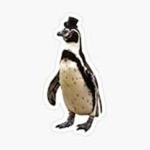 penguins wearing a top hat