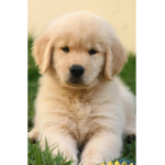 Benny is awsome