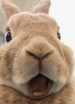 Vicky’s bunnies