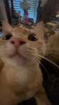 brookiecookiee Group Thumbnail