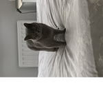 meow meow kitty club