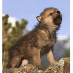 save our Nature World