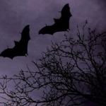 Bat army Of forces
