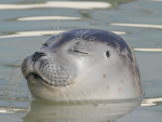 Fun Seal Studios