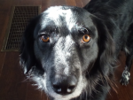 DOG GO V2