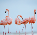 *Flamingo_