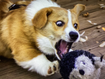 Corgi Lovers