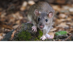 rat home🐭🐀