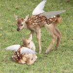  *:･ﾟ✧*:･ﾟ✧