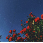 Fantastic Aesthetic