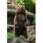 funny bear crew