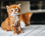 Welcome to the cat group