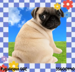 Pugalicious
