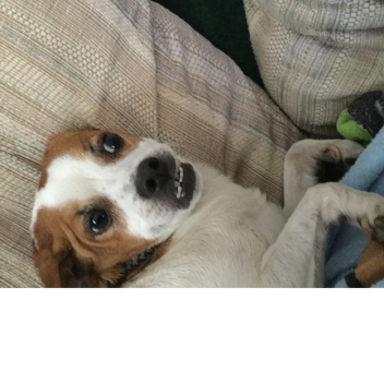 FOR CLANS CONSTRUCTION on sale when its done!!