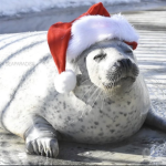 Seal Game Studios!