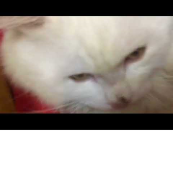 my roblox fan place (read desc)