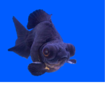 Fishy!!!