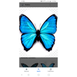 Aestii Butterflies