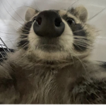 test raccoon