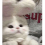 $-Softies-$