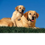 Dogy nation