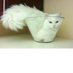 KOCIARZE