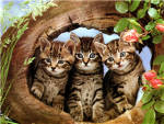 iLoveKittensGroup