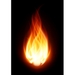 Wildfire Studio's