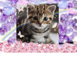 A group for people who like cats!