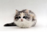 the cute and smaller kittens