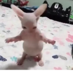 Chu!