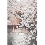•Peachy Blossom•