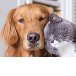 Cats are okay