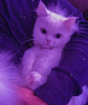 Lilac cats!