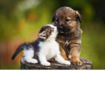 We Love AnimaIs