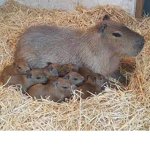 CAPYBARASSSSsSsSsSsS