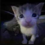 kittycats !!