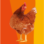 Leo's chickens